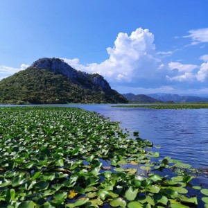 Le lac Skadar, dernière étape de cet été au Monténégro 🇲🇪